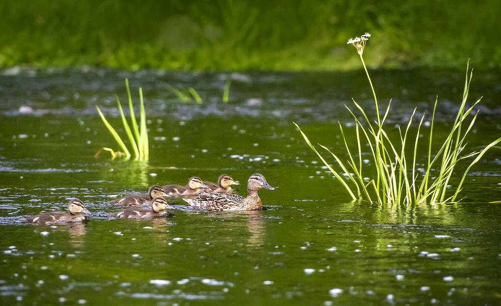 Mobile app showing progress analytics and habit tracking